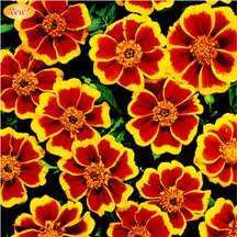 TAGETES DISCO MISCUGLIO 1000 SEMI - Foto 2